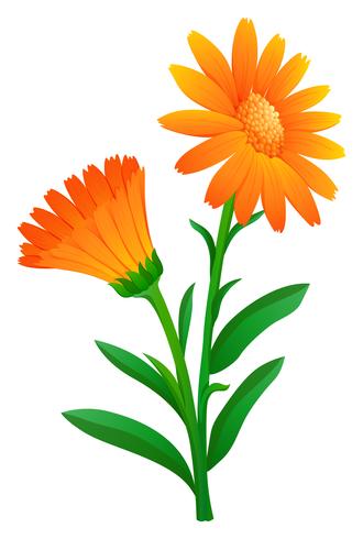 Calendula in orange color vector