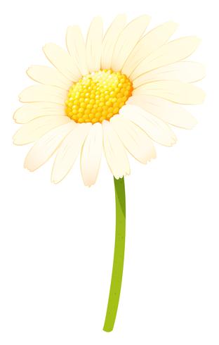 Flor de margarita en color blanco vector