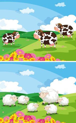 Vacas y ovejas en los campos. vector