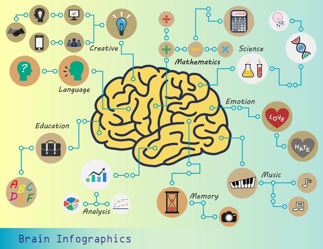 Brain Infographics  vector