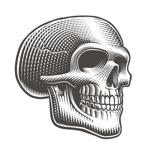 Vector illustration of a skull profile