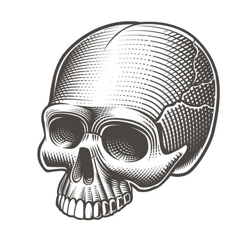 Vector illustration of the skull without the lower jaw