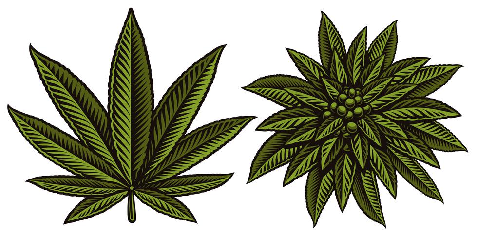 Ilustración vectorial de hojas de cannabis. vector