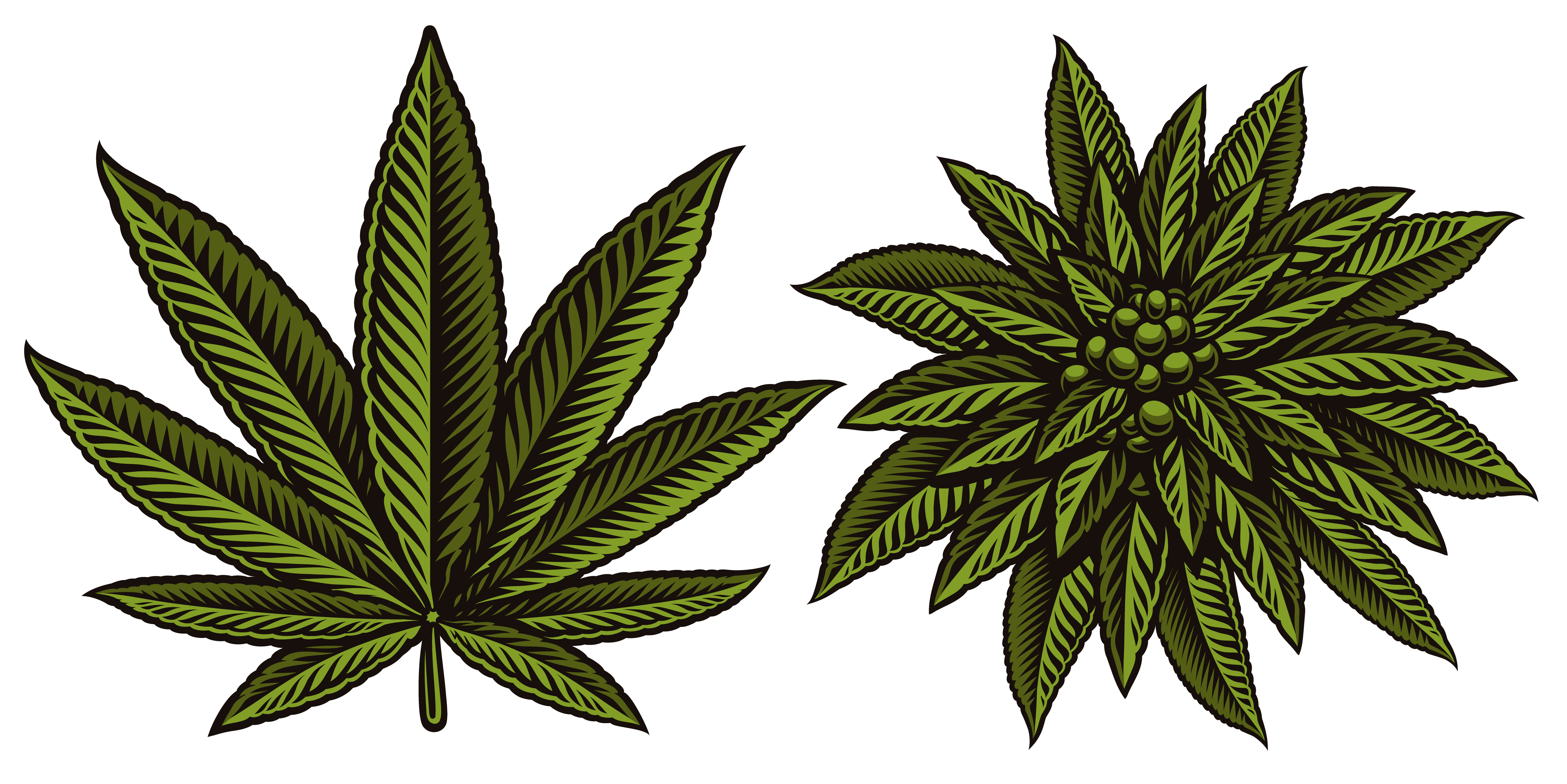 Download Vector illustration of cannabis leafs - Download Free Vectors, Clipart Graphics & Vector Art