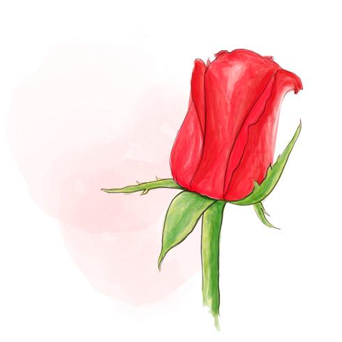 Single red rose vector