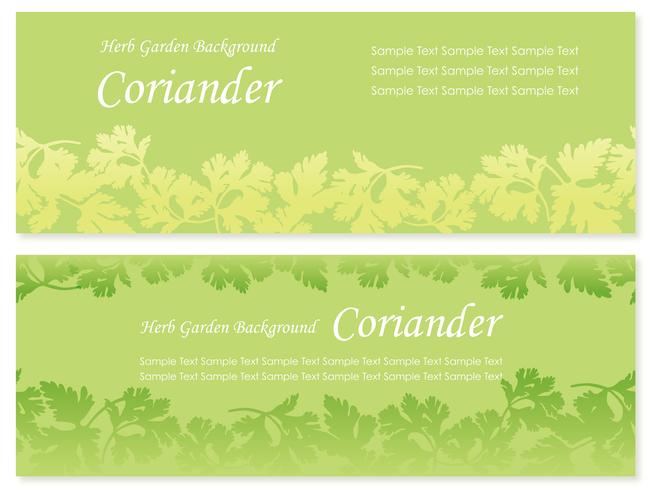 Set of two vector seamless background illustrations with coriander.