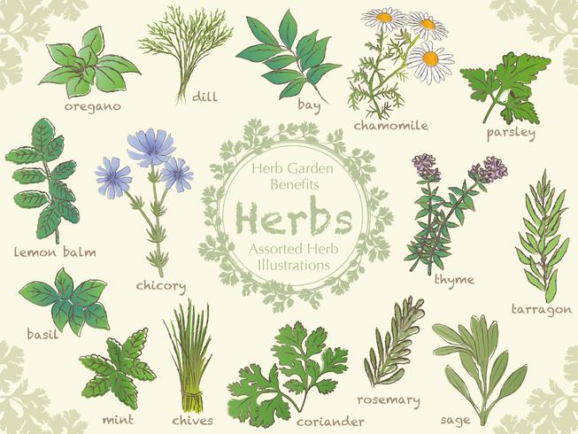 Set of assorted herbs. vector