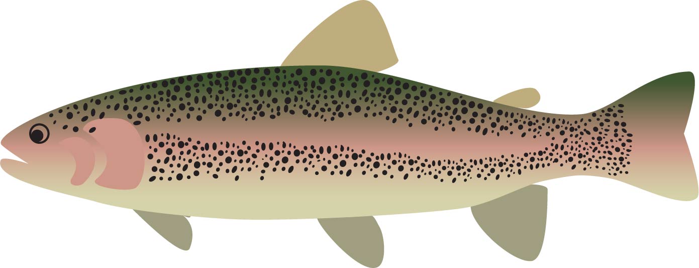 Download Rainbow Trout - Download Free Vectors, Clipart Graphics ...