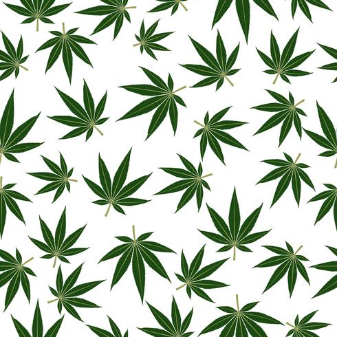 Marijuana or cannabis leafs seamless pattern background  vector