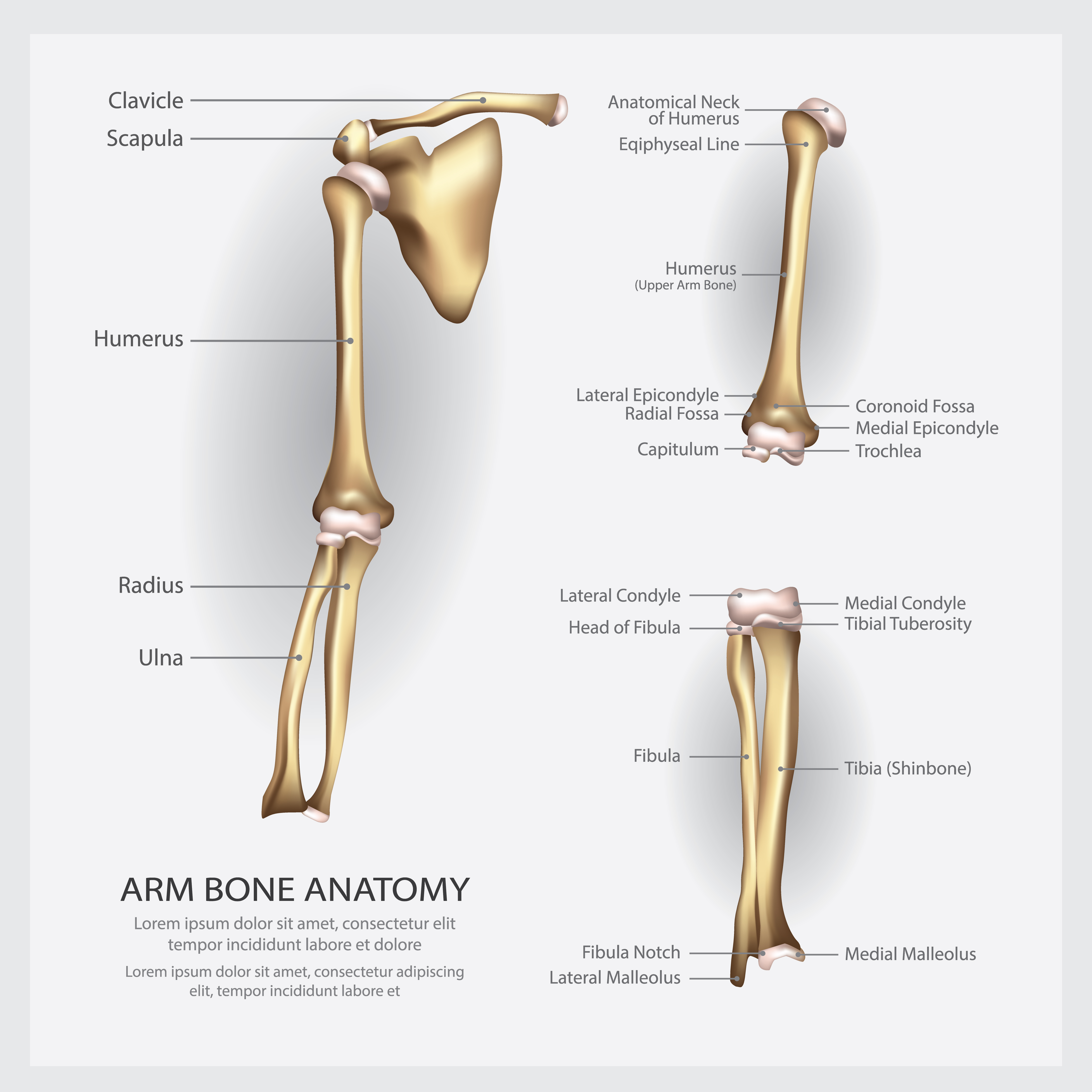 Arm Bone Anatomy with Detail Vector Illustration - Download Free Vectors, Clipart Graphics ...