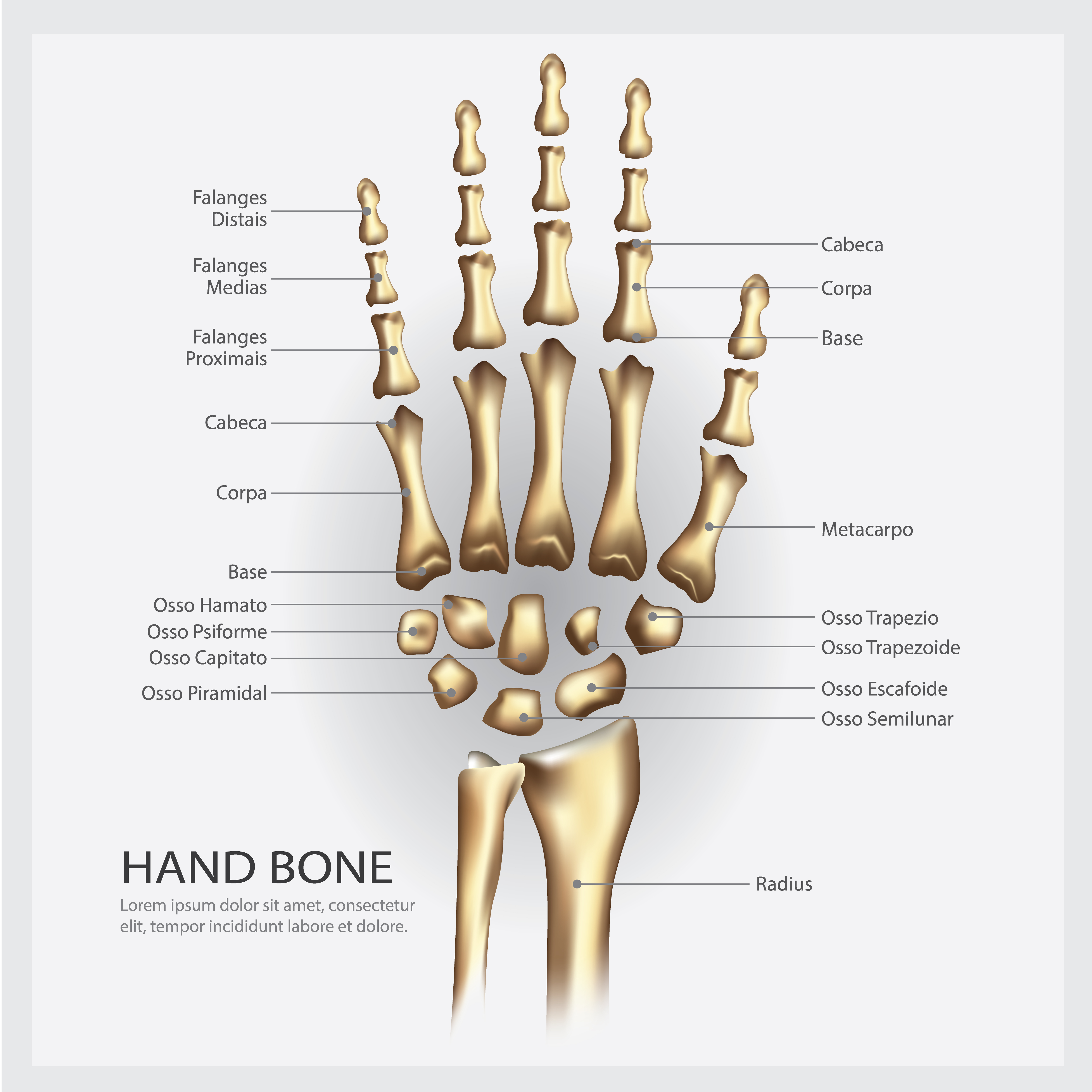 Hand Bone Anatomy With Detail Vector Illustration 568910 Vector Art At