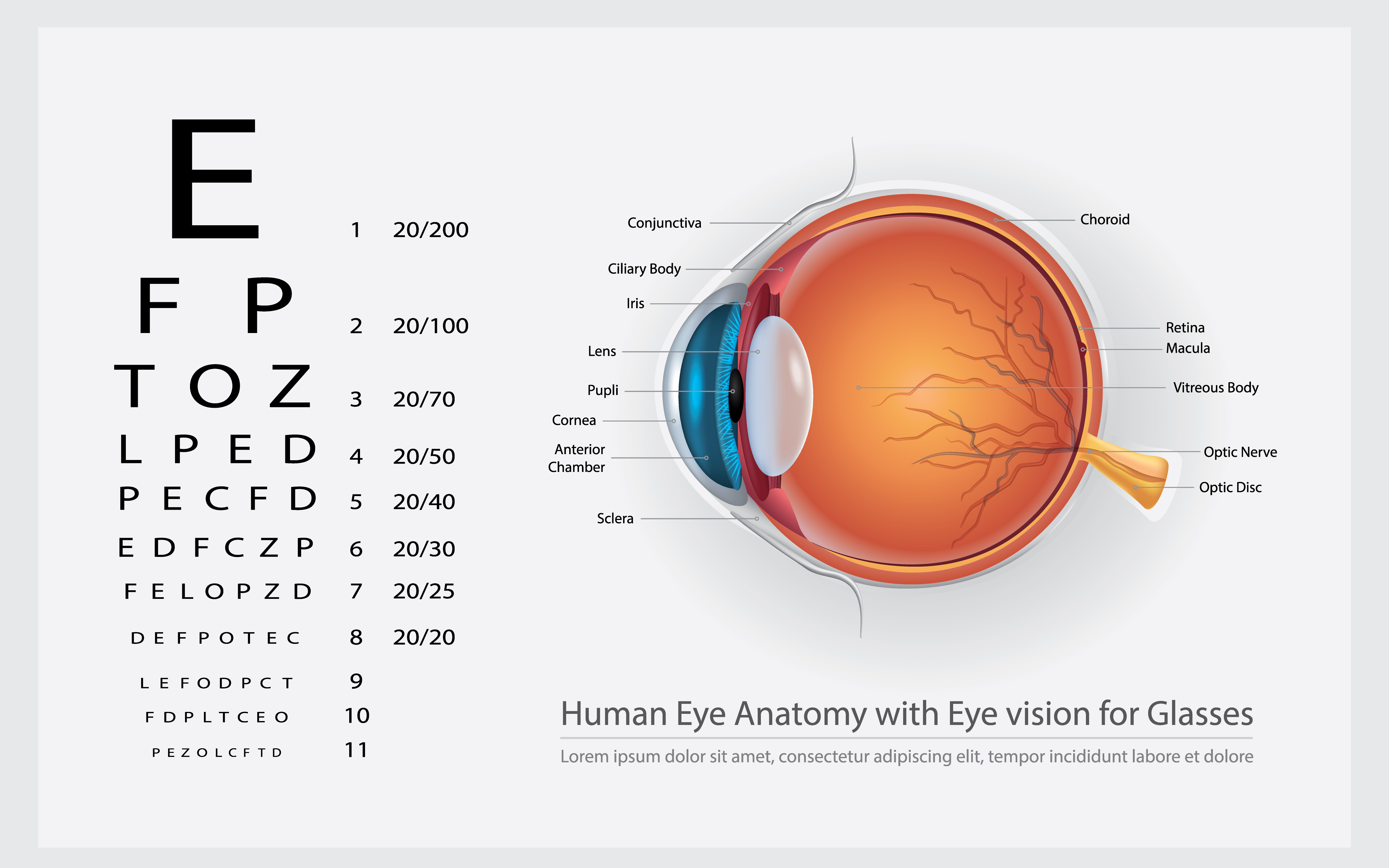 Глаз и зрение тест. Строение глаза 3d. Очки анатомия. Диаграмма людей со зрением. Зрение ЭОС 1.