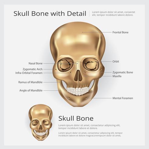 Ilustración de vector de anatomía ósea cráneo humano