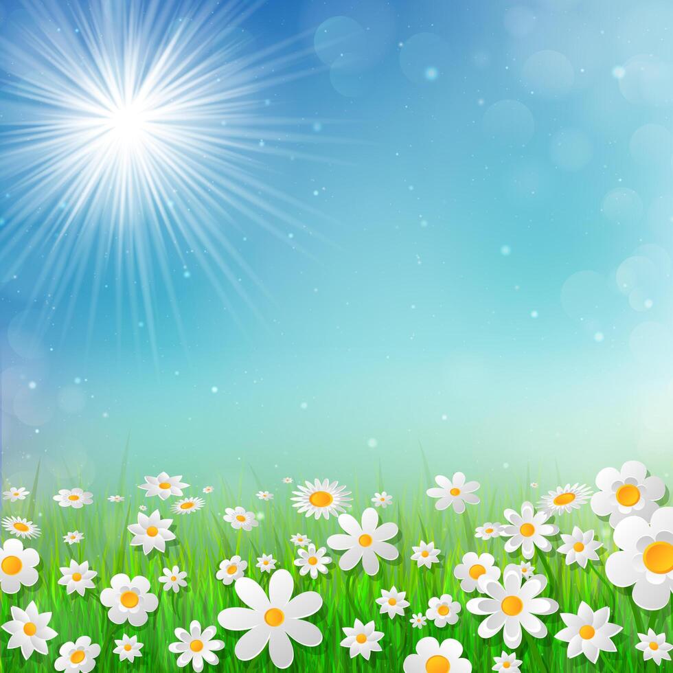 Fondo de primavera con flores blancas en la hierba. vector