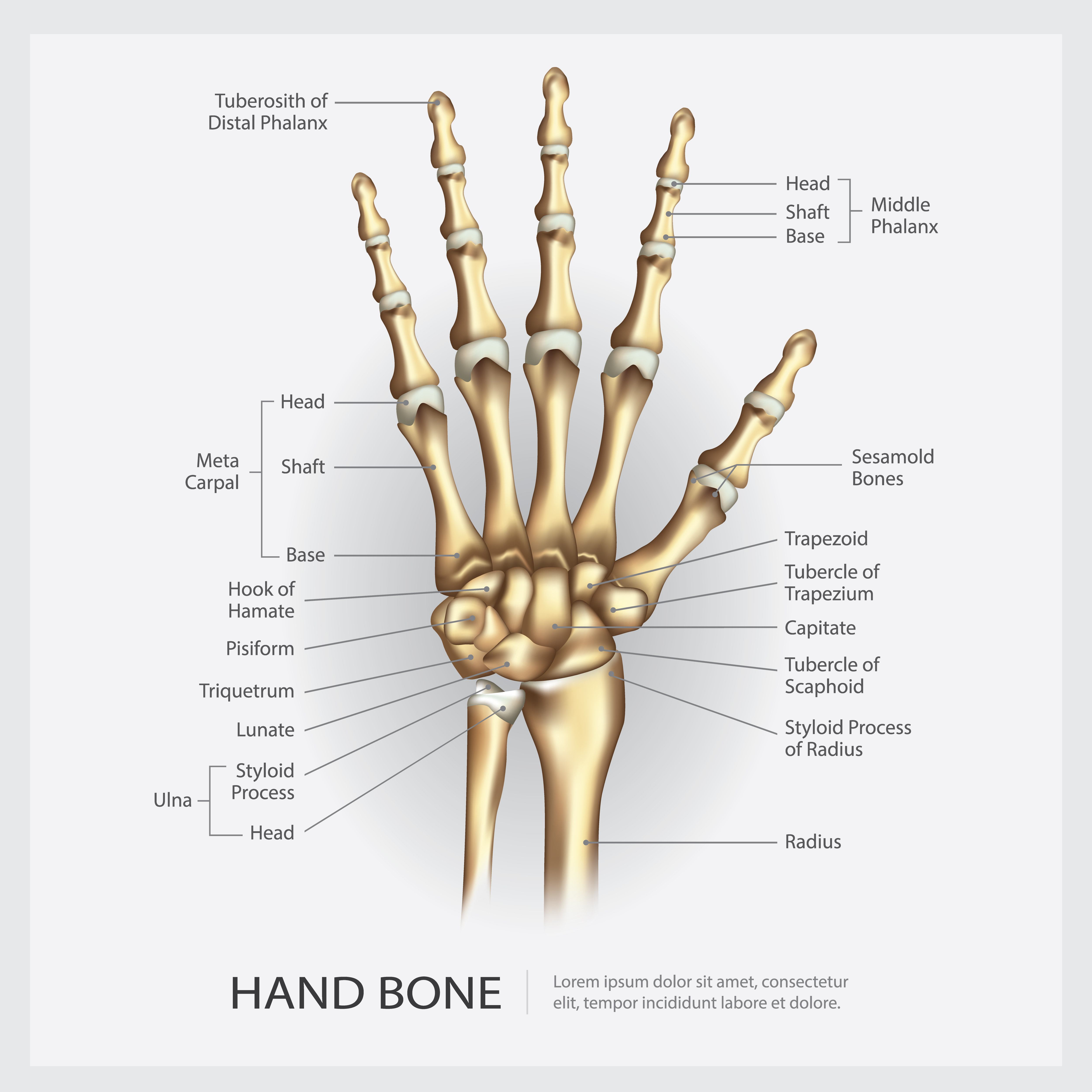 Hand Bone With Detail Vector Illustration 570932 Vector Art At Vecteezy