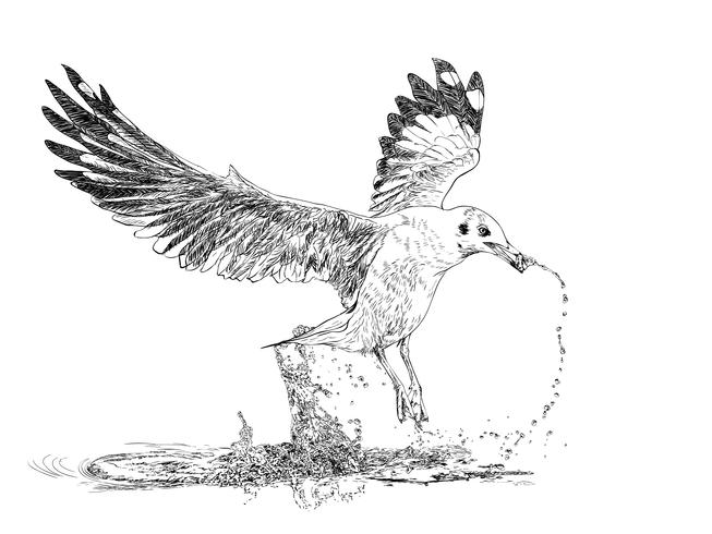 bird vector
