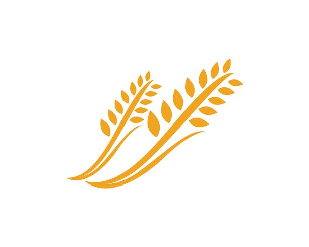 Plantilla de logotipo de trigo de agricultura, diseño de icono de vector de vida saludable logo