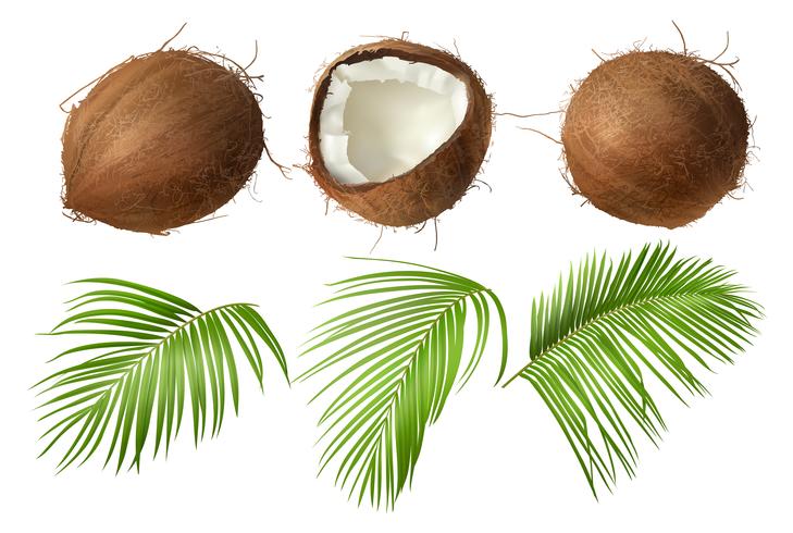 Whole and broken coco nut with green palm leaves vector