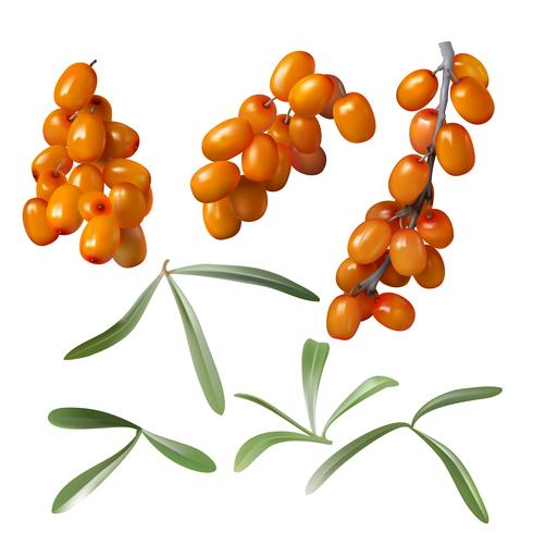 Sea buckthorn, yellow berries and green leaves vector