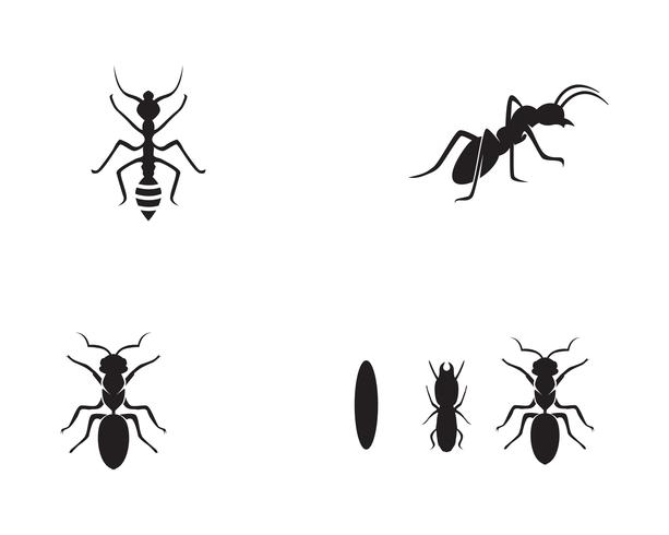 Ant Logo template vector illustration design