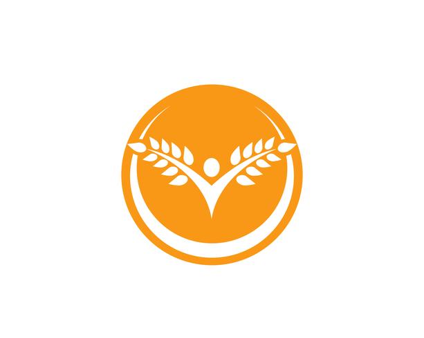 Plantilla de logotipo de trigo de agricultura, diseño de icono de vector de vida saludable logo