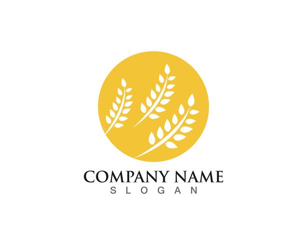 Agriculture wheat Logo Template vector icon design