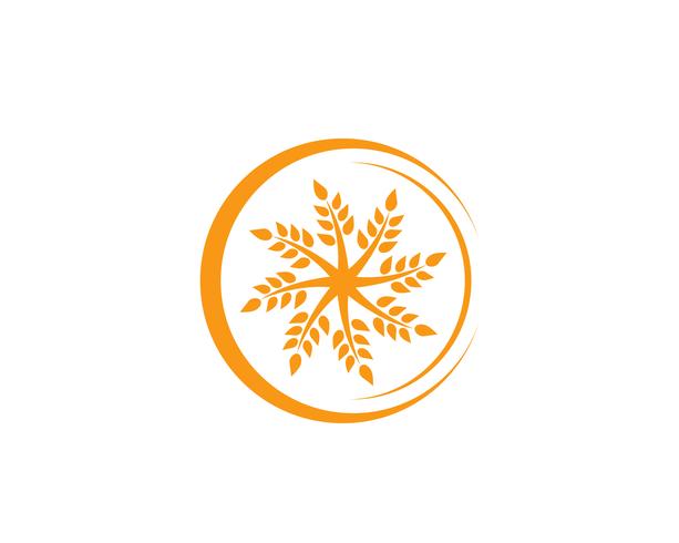 Agriculture wheat Logo Template,healthy life logo vector icon design