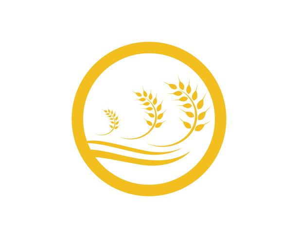 Agriculture wheat Logo Template vector icon design