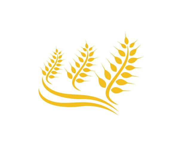 Agriculture wheat Logo Template vector icon design