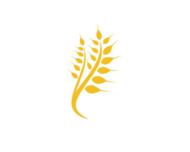 Agriculture wheat Logo Template vector icon design