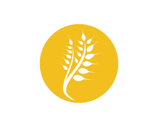 Agriculture wheat Logo Template vector icon design