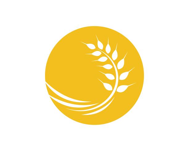 Agriculture wheat Logo Template vector icon design