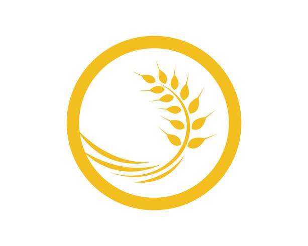 Agriculture wheat Logo Template vector icon design