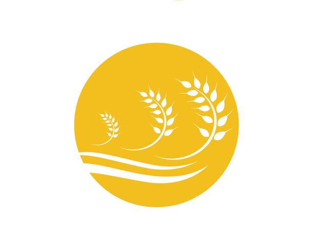 Agriculture wheat Logo Template vector icon design