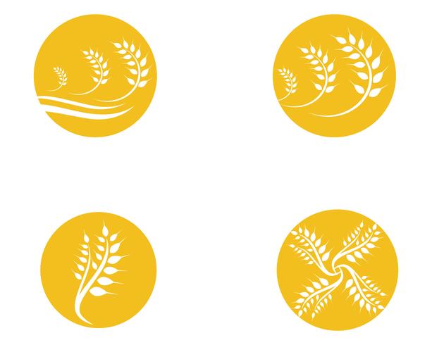 Agriculture wheat Logo Template vector icon design