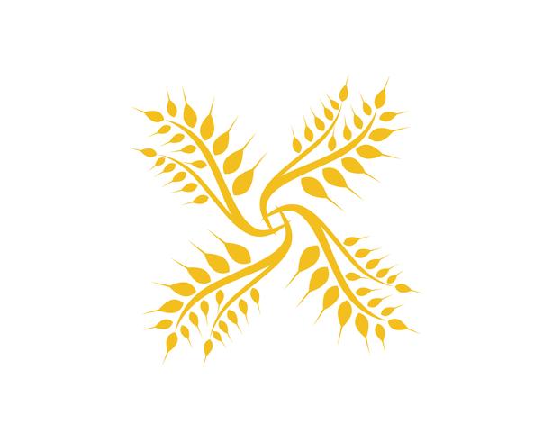 Agriculture wheat Logo Template vector icon design
