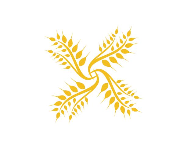 Agriculture wheat Logo Template vector icon design