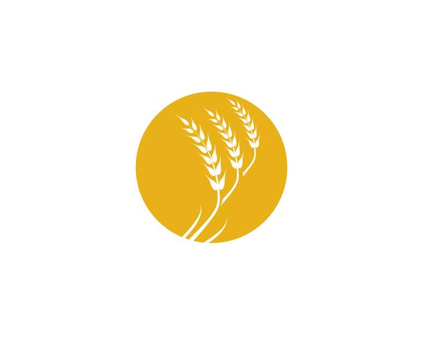 Agriculture wheat vector