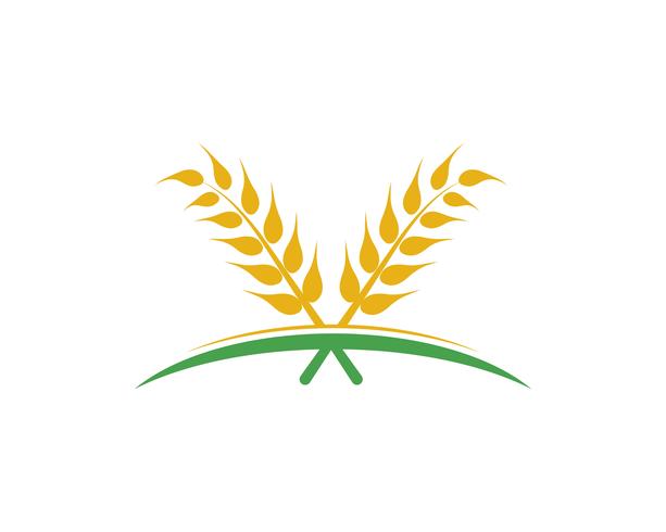 Agriculture wheat vector