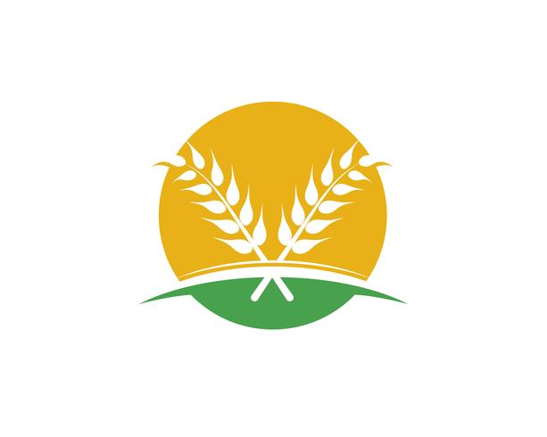 Vector de trigo de agricultura