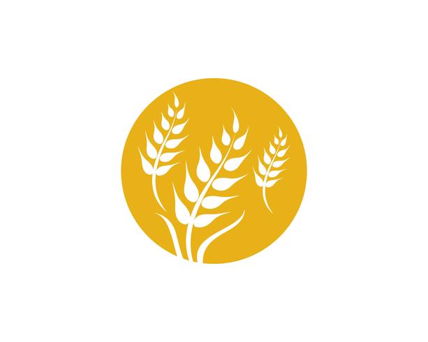 Agriculture wheat vector