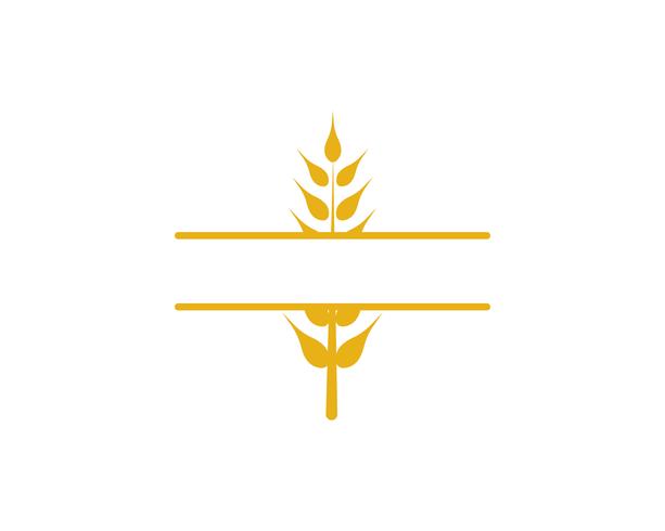 Agriculture wheat vector