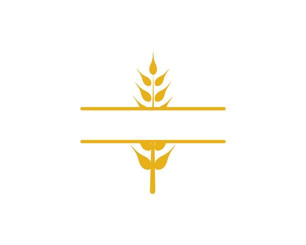 Agriculture wheat vector