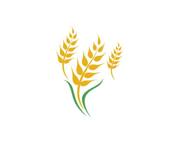 Agriculture wheat vector