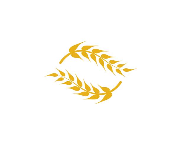 Agriculture wheat vector