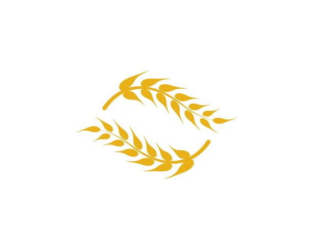 Agriculture wheat vector