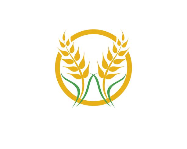 Agriculture wheat vector