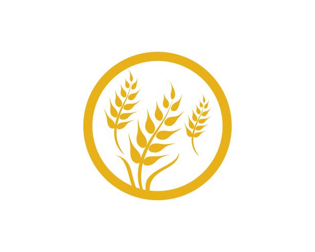 Agriculture wheat vector