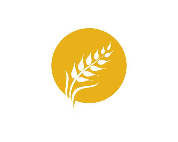 Agriculture wheat vector