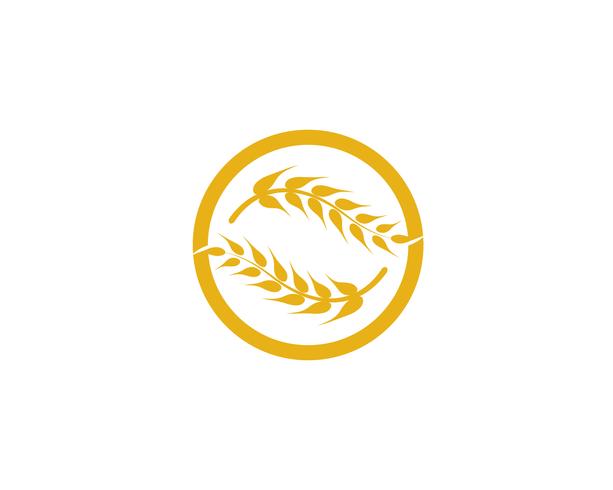 Agriculture wheat vector